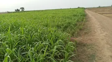 تحذيرات من انتشار الآفات مع تحسن الطقس وعودة النشاط الزراعي